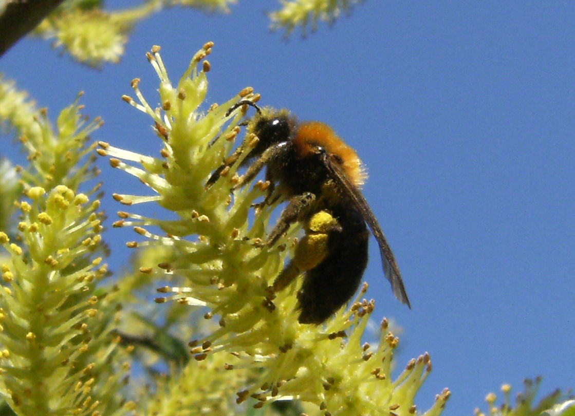 Imenottero rossonero: Andrena cfr thoracica